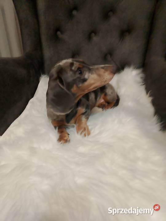 Jamnik Blue merle piesek Żyrardów sprzedam