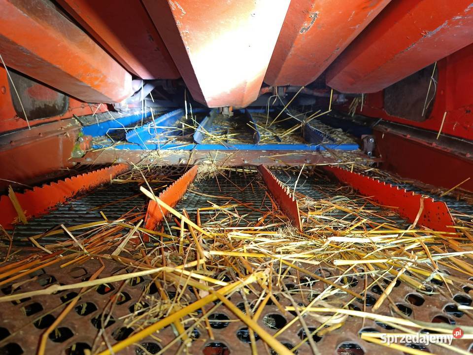 Bizon Z056 Super szuka domu Lubieszyn sprzedam