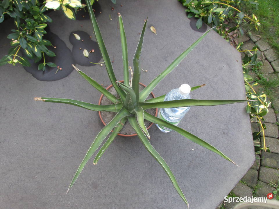 Mrozoodporna kilkunastoletnia agawa do 23C agave