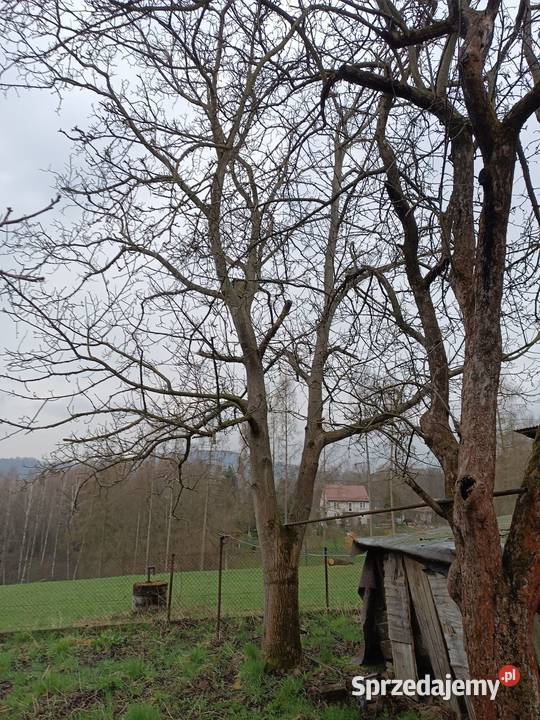 Drzewo orzech wloski