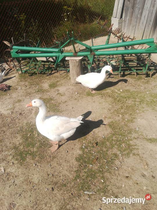 class 76 360 m silnik perkins likwidacja go Pińczów