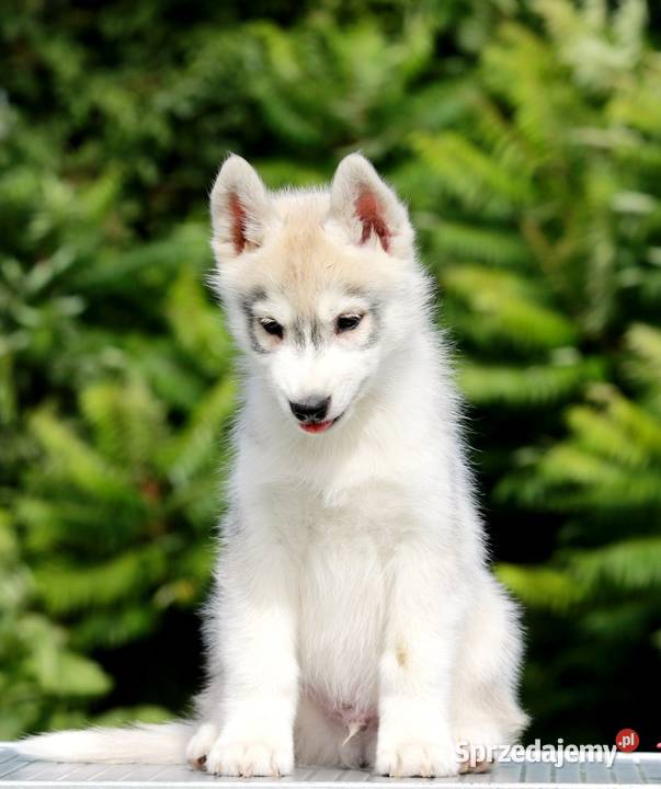 Siberian Husky ZKwP Żukowo