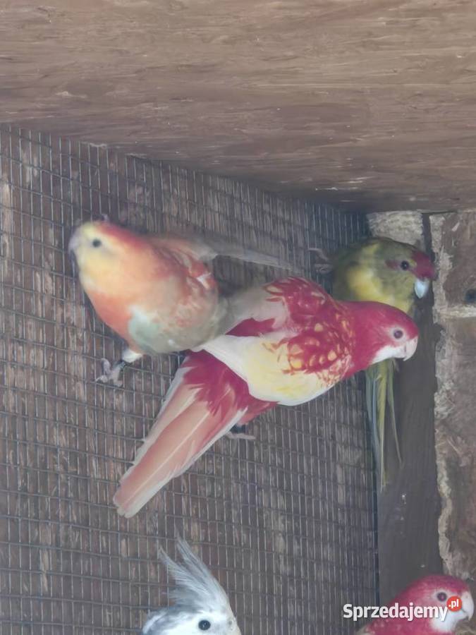 Rozelle białolice Brzezie