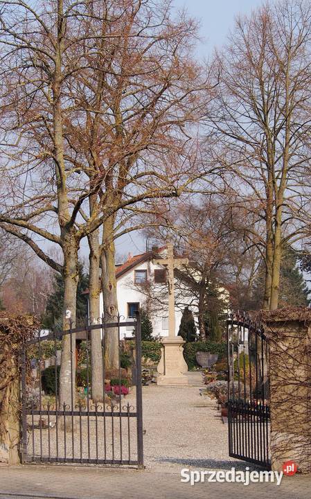 Wycinka drzewa cmentarz osobowicki wycięcie dolnośląskie Wrocław