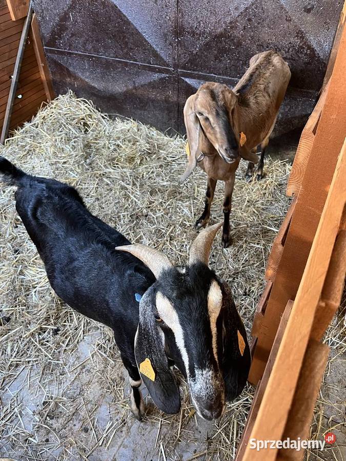 Kozy anglonubijskie opolskie Gogolin sprzedam