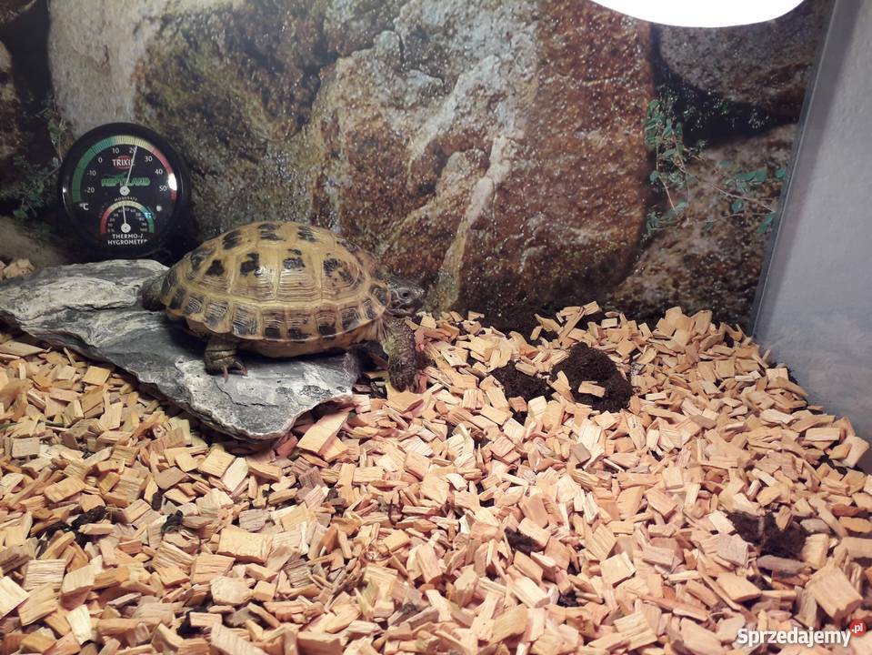 żółw stepowy z dokumetacja i terrarium Czermna