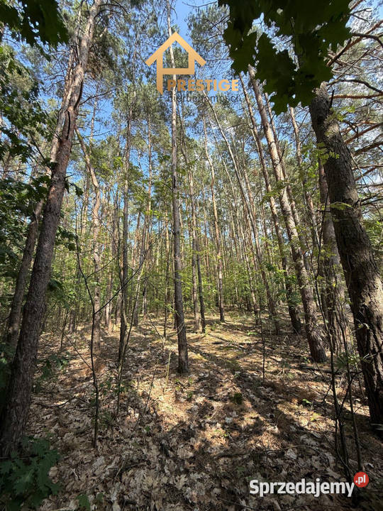 Kompleks Leśny 251 ha na sprzedaż 25100m2 Nowa Wieś sprzedam