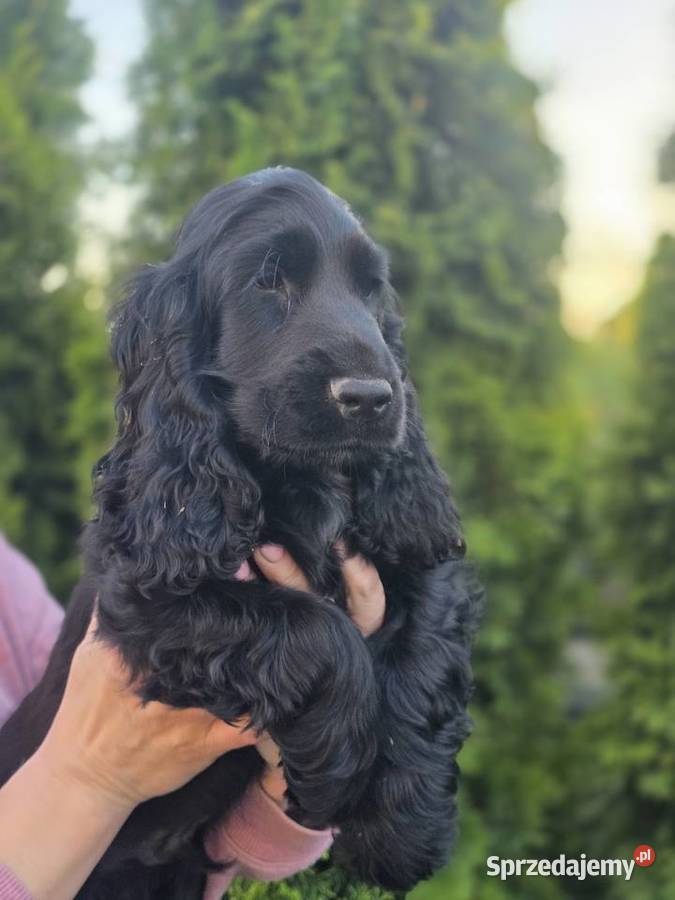Cocker Spaniel czarne