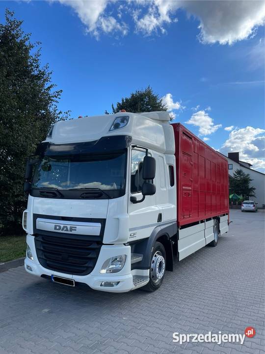 DAF CF 370 do żywca zwierząt Kielce
