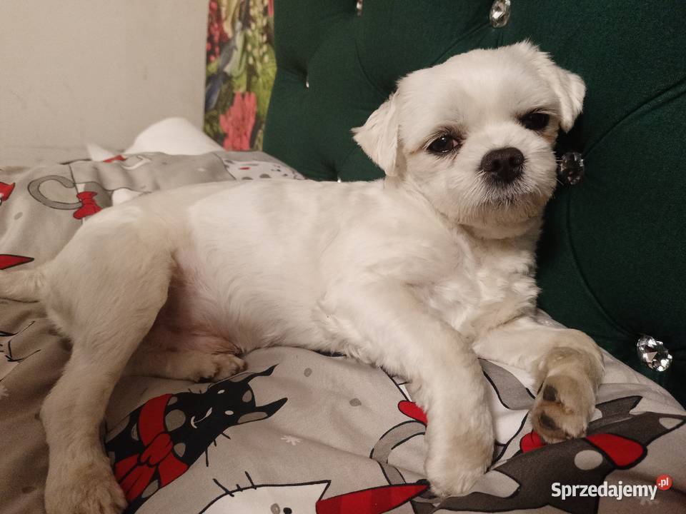 Reproduktor maltanczyk FCI zhpruci lubelskie Opole Lubelskie