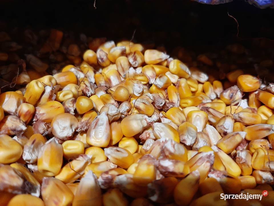 Kukurydza sucha zbiór 2025 Zboża Jarosław