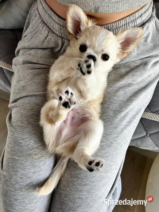 Białokremowy chihuahua długowłosy zjawiskowej Psy Solniczki