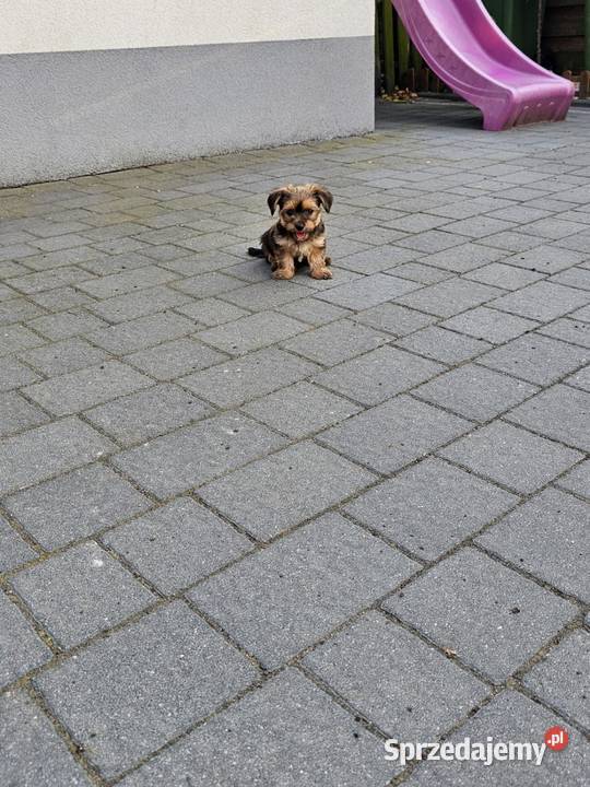 York terrier chłopczyk Chróścin sprzedam