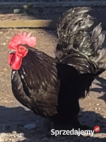 Jaja legowe Karzełek łapćiaty i Kohin Łosice sprzedam