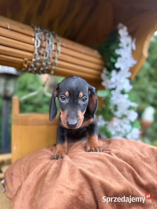 Piękny piesek Jamnik miniaturowy czarny Katowice
