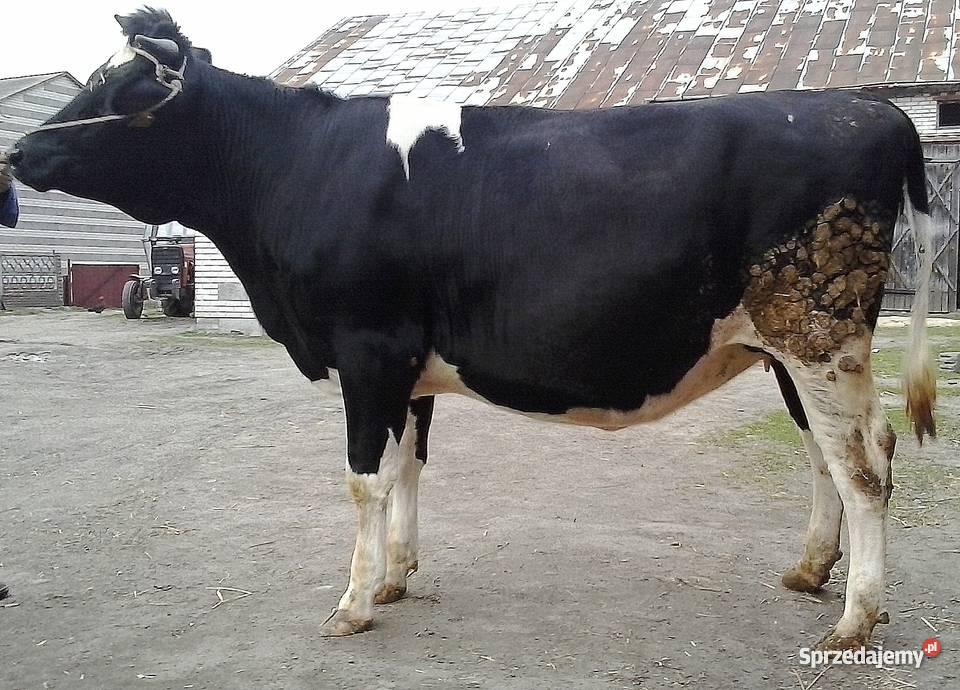 Jałówka Hf Łowicz sprzedam