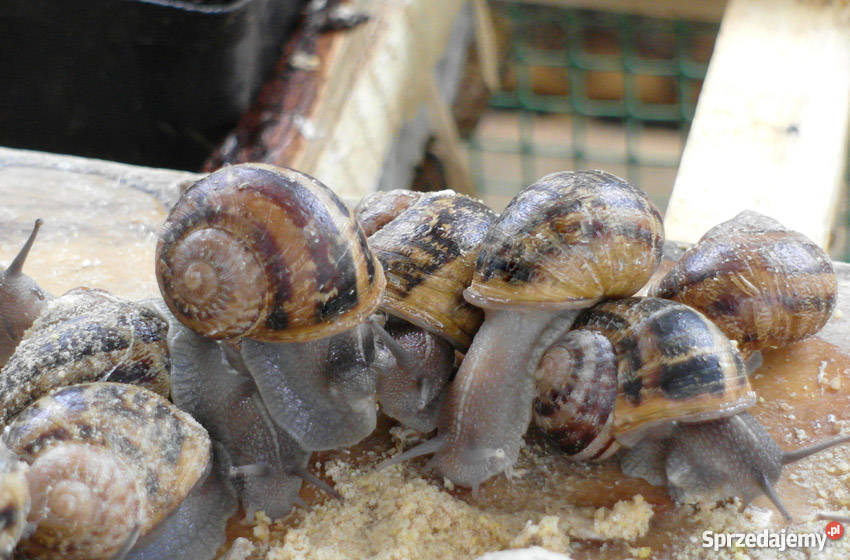 Pasza ślimaków Helix Aspersa Muller pomorskie Dzierzgoń