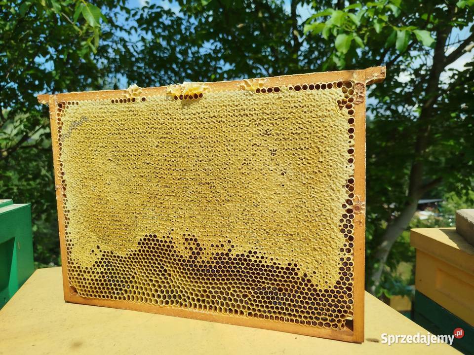 100 Miód spadziowy że spadzi iglastej naturalny Lipnica Wielka