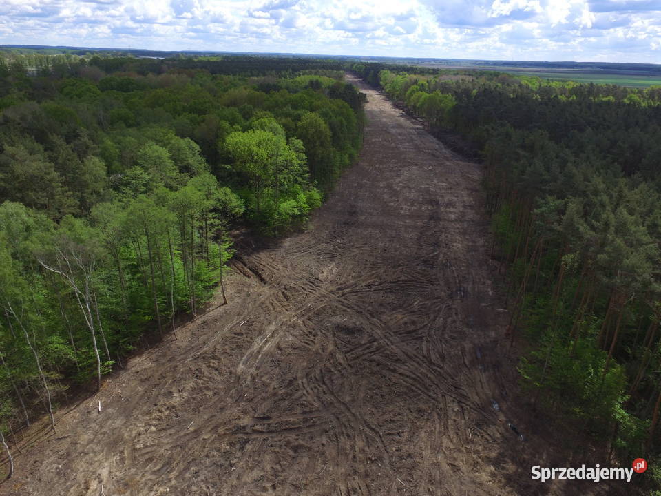 WYCINKA DRZEW ODKUP DREWNA DOKUMENTACJA Woodfast Legnica