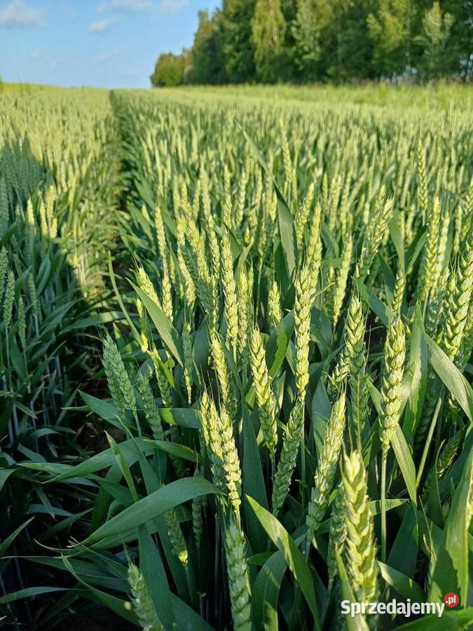 Przyjme pole w dzierżawę Jabłonna Druga