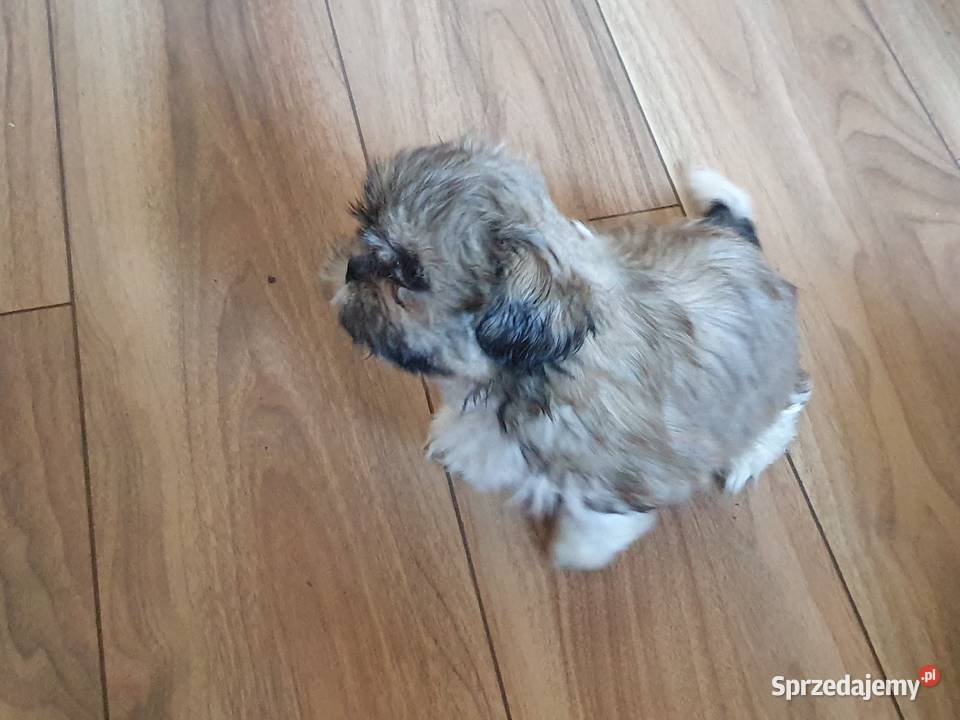 Piesek z METRYKĄ I chipem ostatni zachodniopomorskie Stargard