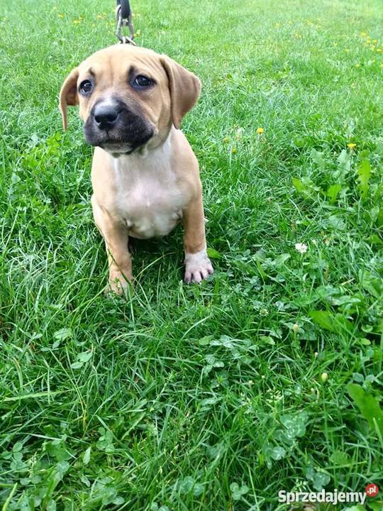 Piękny szczeniak rasy Amstaff Kaleń Drugi