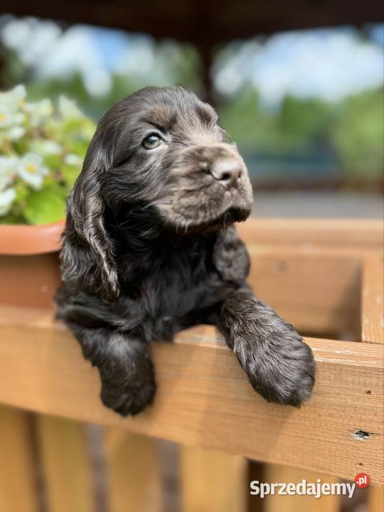 Wyjątkowa czekoladowa sunia Cocker Spaniel Warszawa sprzedam