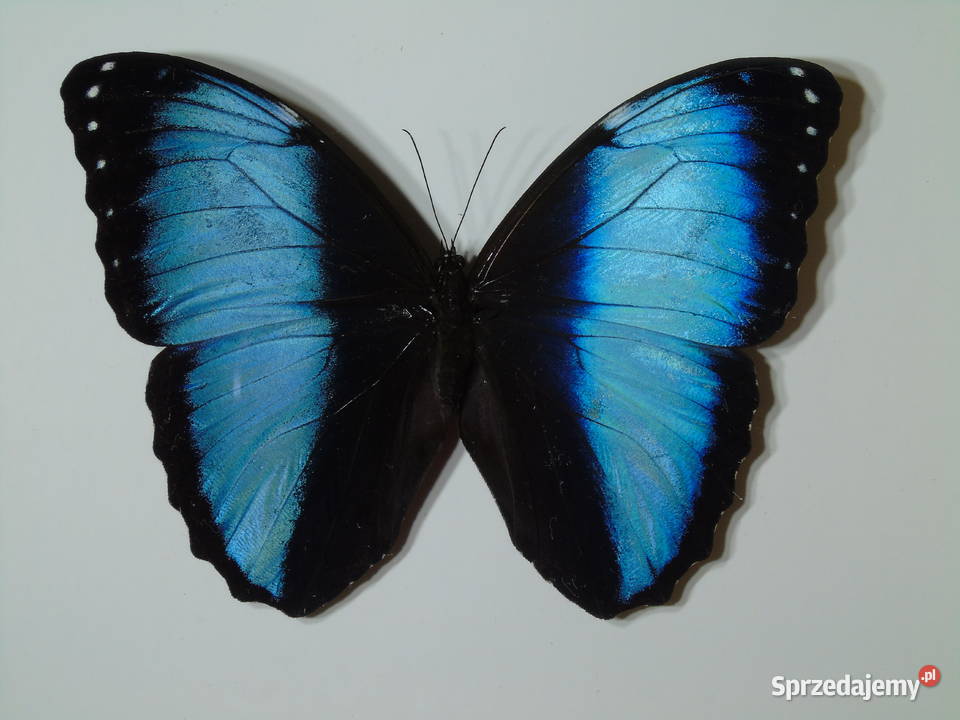 Motyl w ramce gablotce 17 x 22 Morpho achilles Szczecin
