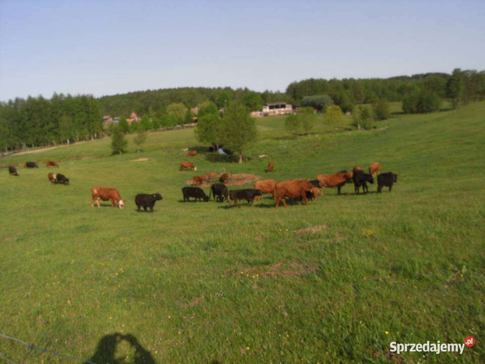Krowy stado mięsne mieszańce Dźwierzuty