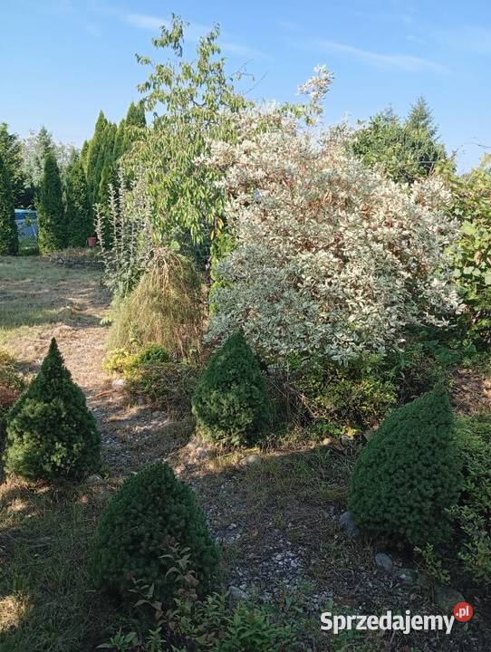 Sprzedam działkę Rodos Kutno