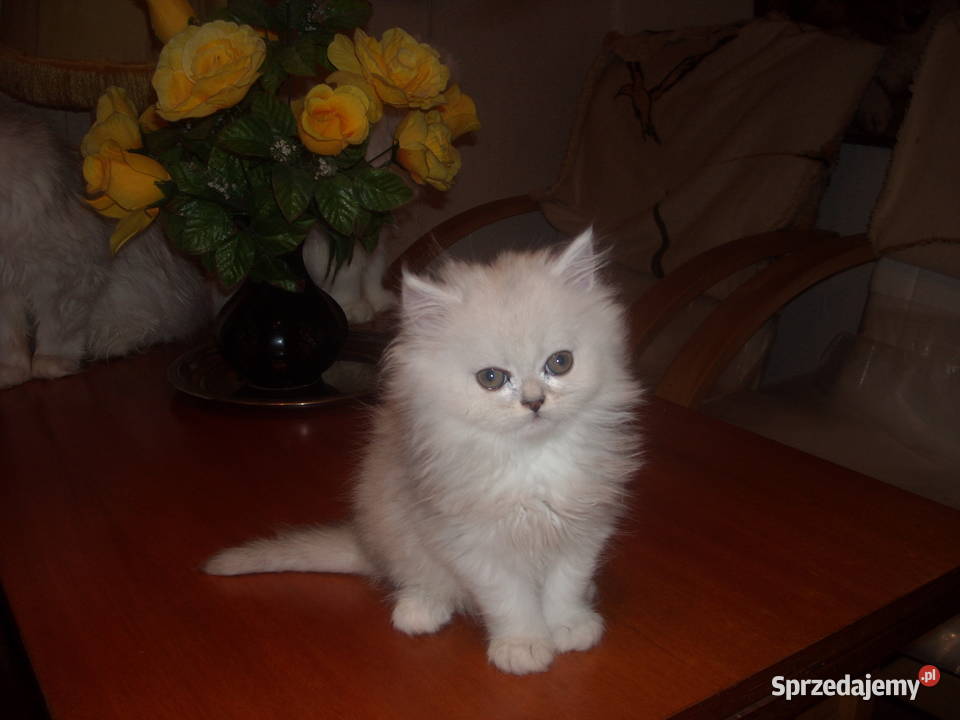 Kocieta perskieszynszylowe mazowieckie Warszawa sprzedam