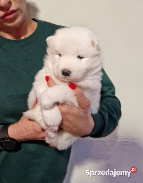Rasowe szczeniaczki Samoyed Hodowla Pola Iława
