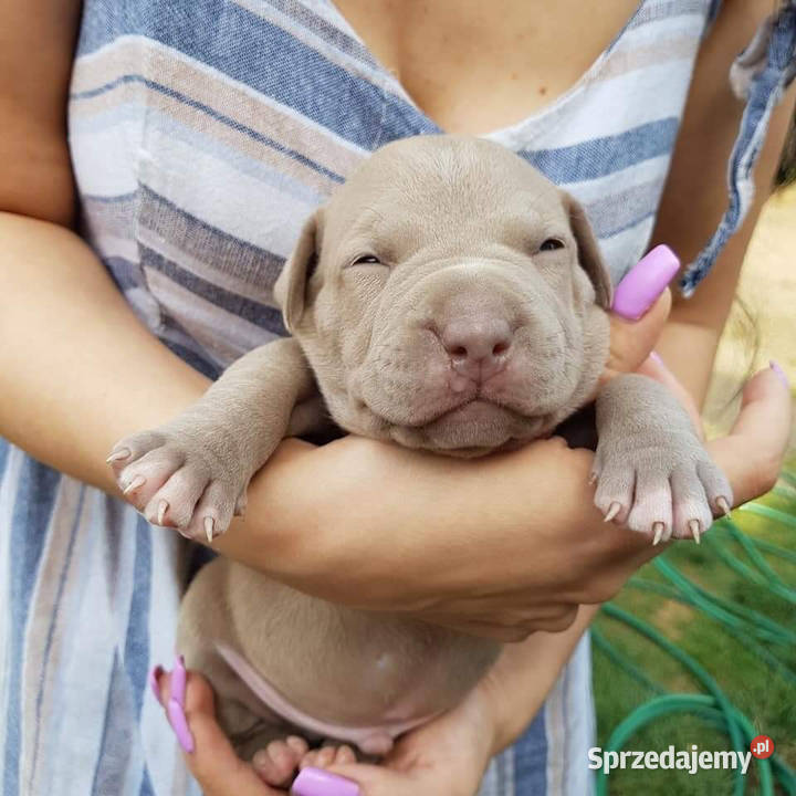 Amerykański Pit Bull Terrier szczenięta Opole