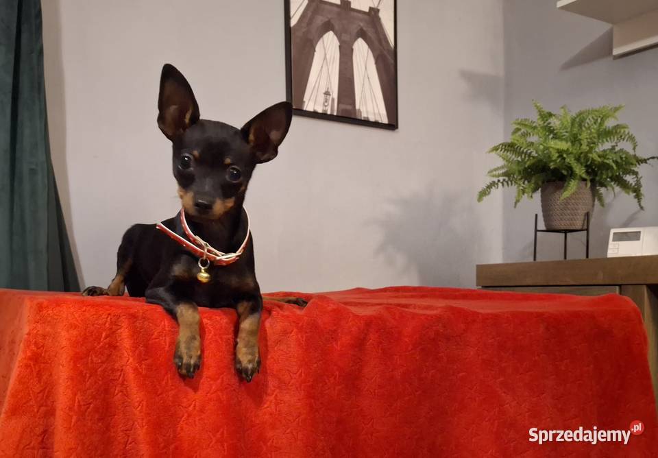 Ratlerek pinczer sarenka miniaturka