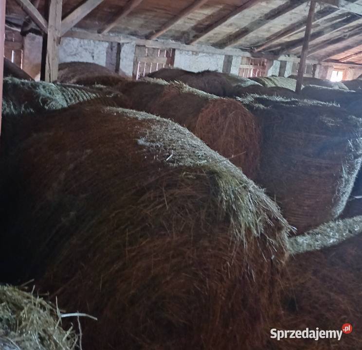 Sprzedam siano w belach Produkcja roślinna Zbiersk-Cukrownia