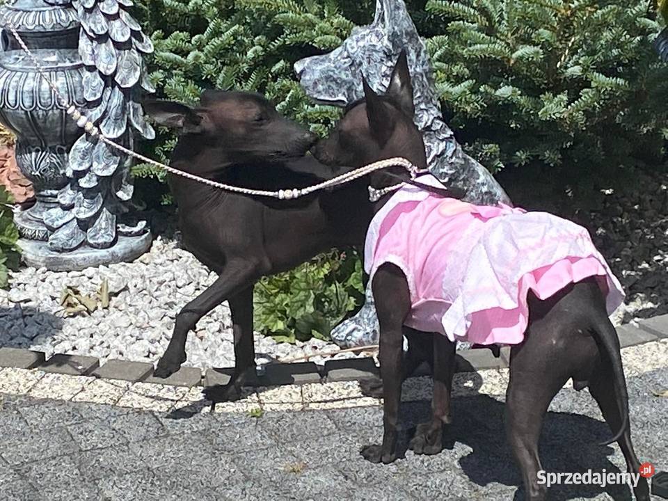 Nagi pies meksykański łódzkie Radomsko sprzedam