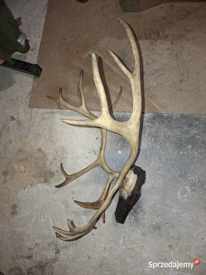 Rogi Poroże Renifera Kielce sprzedam