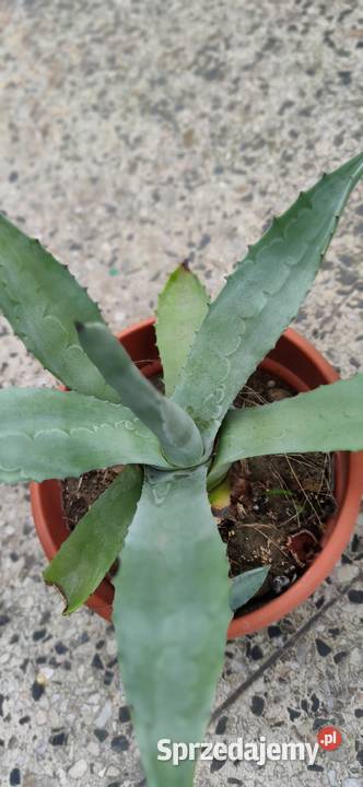Agawa piękna ukorzeniona sadzonka 5 letnia