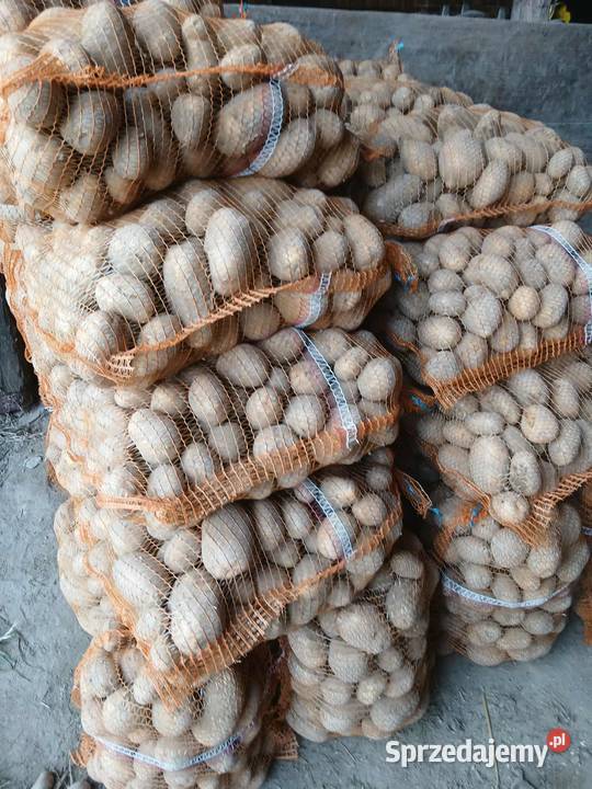 Sprzedam ziemniaki jadalne śląskie Miedźna