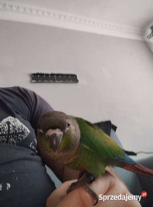 Rudosterki ręcznie karmione Rzeszów sprzedam