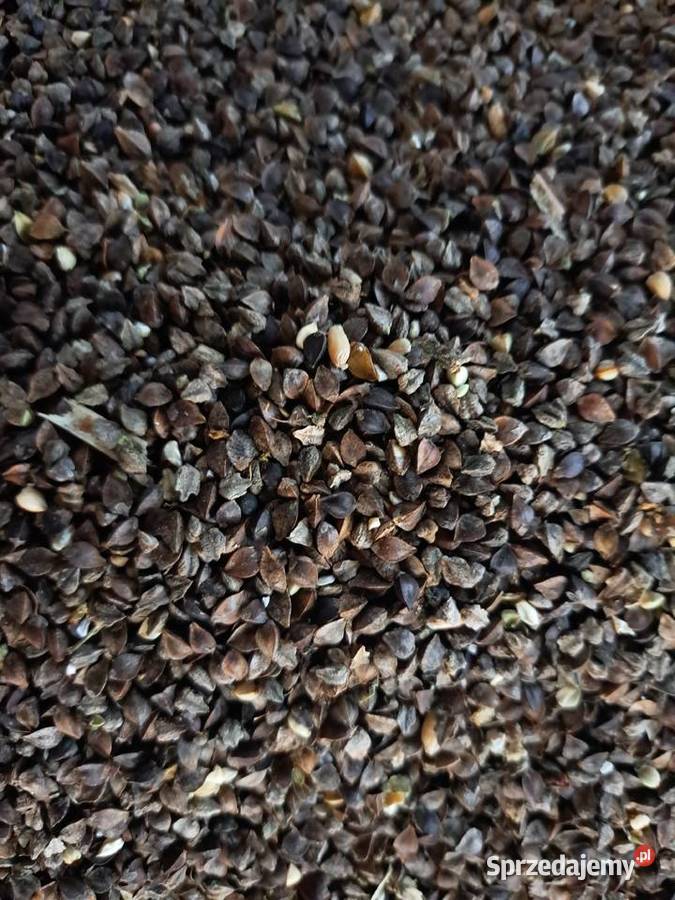 Gryka na popolon nasiona