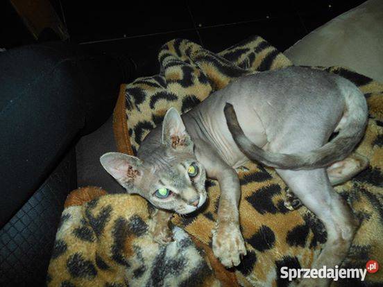 rasowy kot kocur Devon rex Koty Świdnik