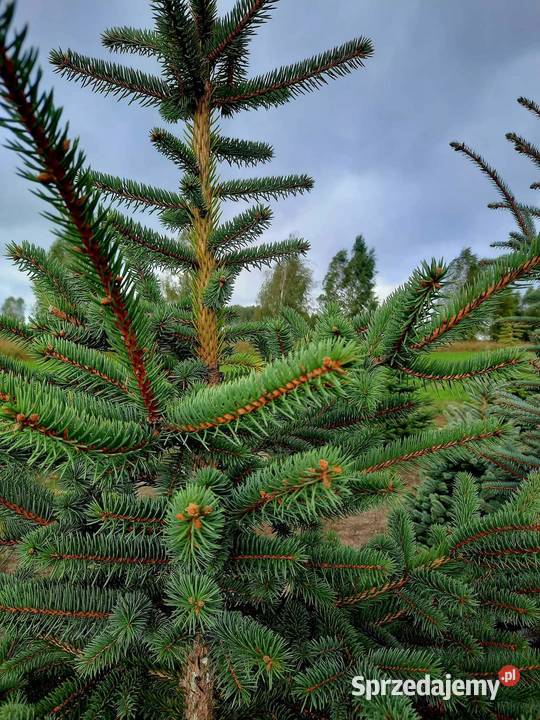 Świerk Srebrny idealny na choinki Piła Druga sprzedam