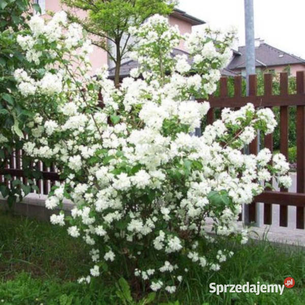 JAŚMINOWIEC Dame Blanche sadzonki w doniczkach Ustronie