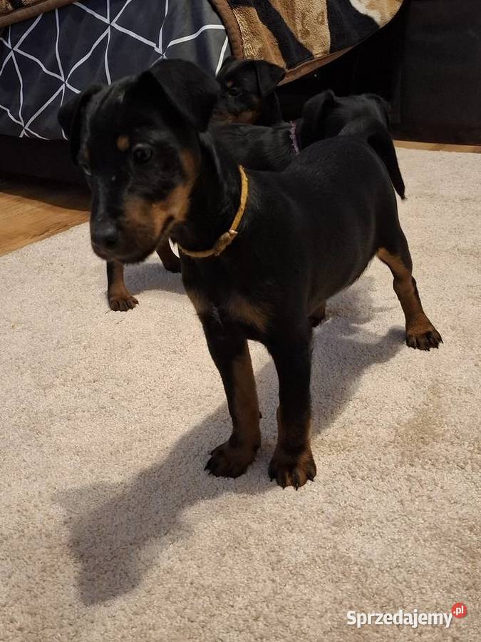 Terier Niemiecki Suczka Pozostałe lubelskie Annopol