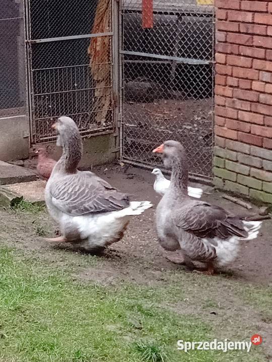 tuluskie Wawrzeńczyce