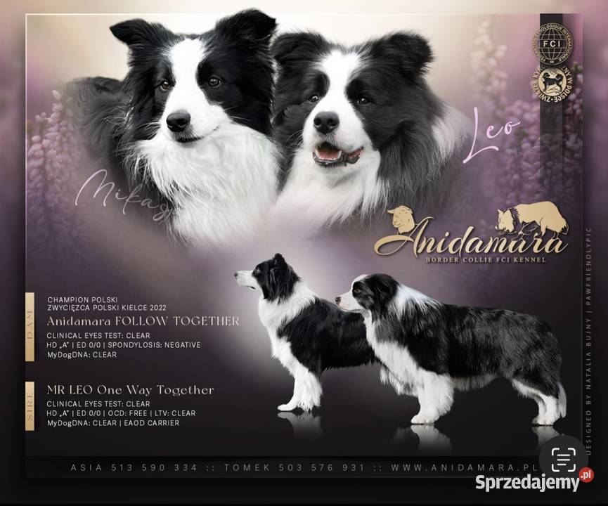 Border collie ZKwPFCI szczenięta Kraków