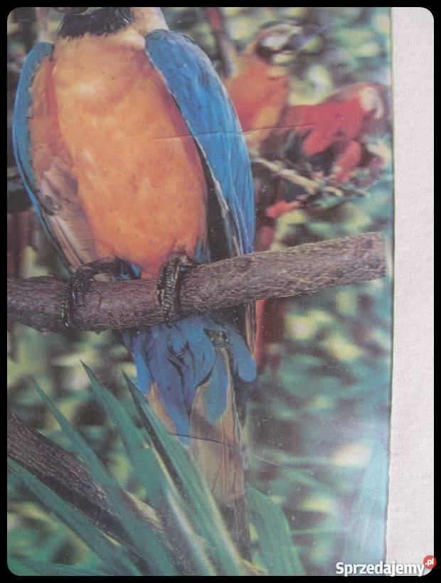OBRAZ obrazek trójwymiarowy papugi 26 x 34 mazowieckie sprzedam