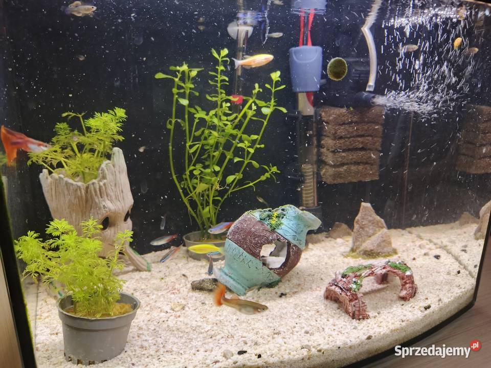 CZYTAJ OPIS Akwarium z pełnym wyposażeniem łódzkie Agnopol