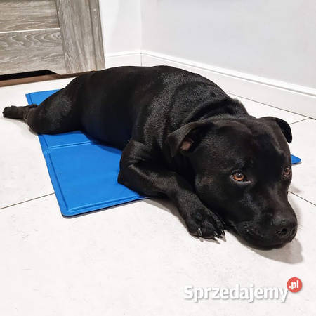 Mata chłodząca psa i kota 50x40 mata żelowa lubelskie Zamość